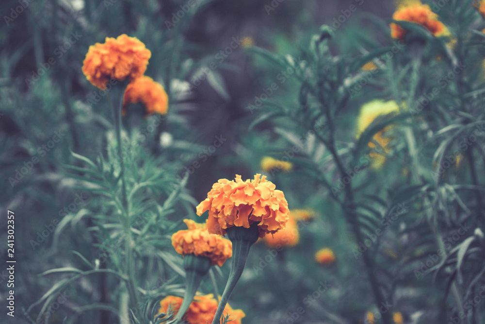 Detail of some marigold mexican flowers