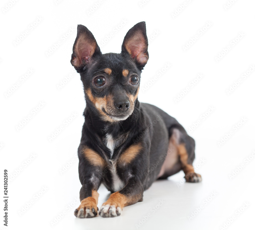 Lying toy terrier dog front view looking aside isolated