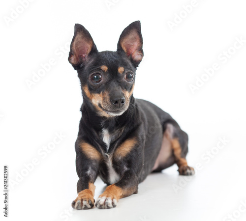 Lying toy terrier dog front view looking aside isolated