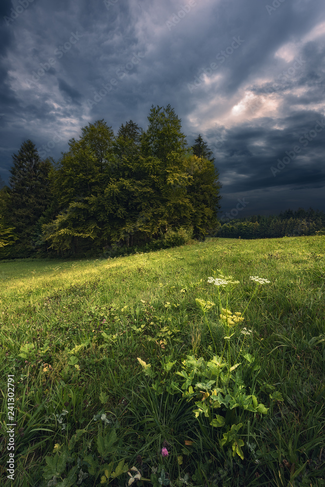 Flowers and Forest during a thunderstorm Flowers and Forest during a thunderstorm