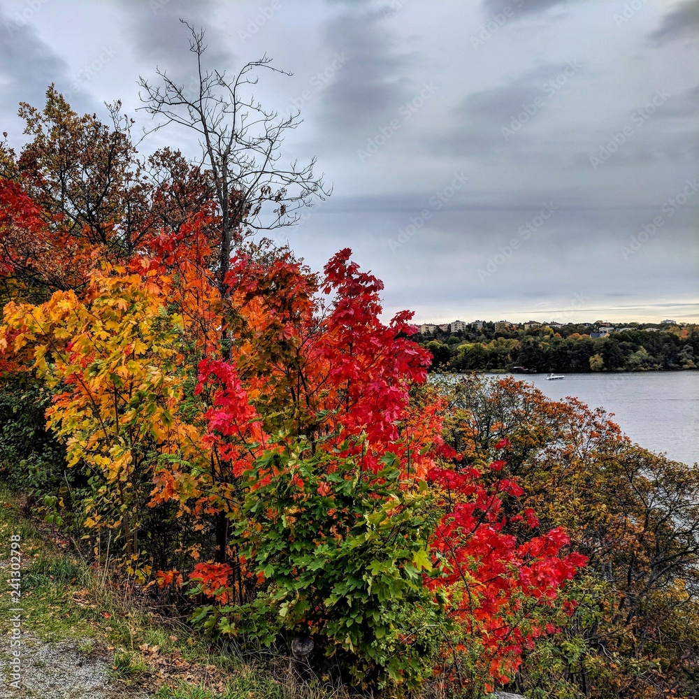 Naklejka premium Autumn Coatal Colors