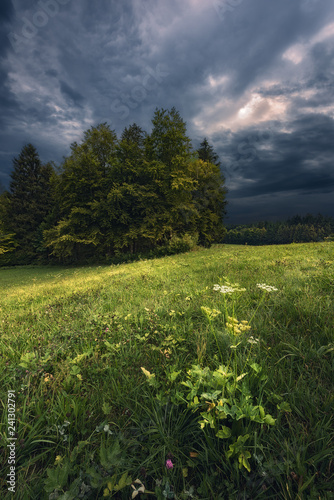 Flowers and Forest during a thunderstorm © Manuel Martin