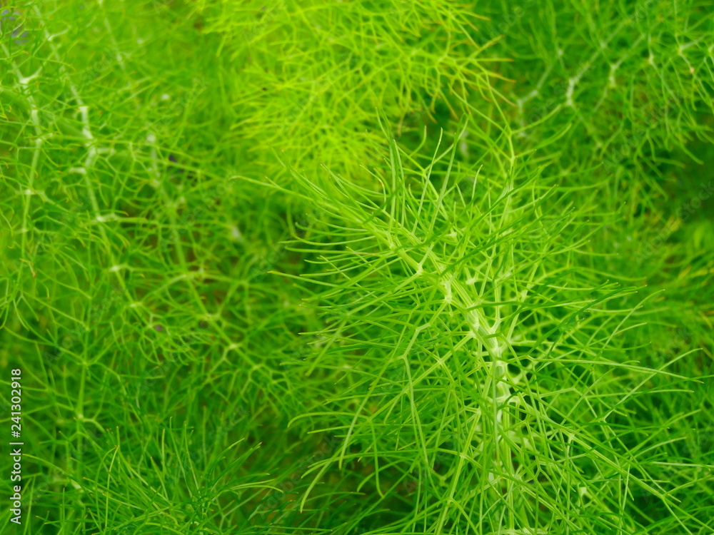 Close up of dill Close up of dill