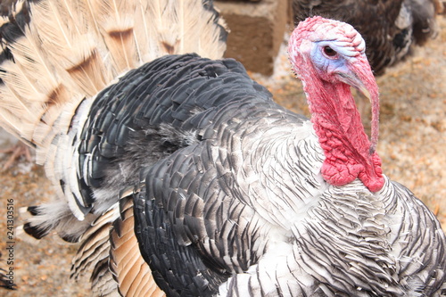 portrait of turkey
