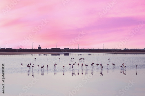 Flock of pink flamingos on the salt lakes of Larnaca at sunset. Cyprus Island