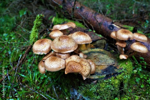 Pilze in Österreich im Wald
