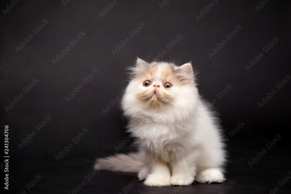 Persian cat or persian kitten on black background Persian cat or persian kitten on black background