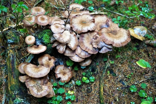 Pilze im Wald in österreich