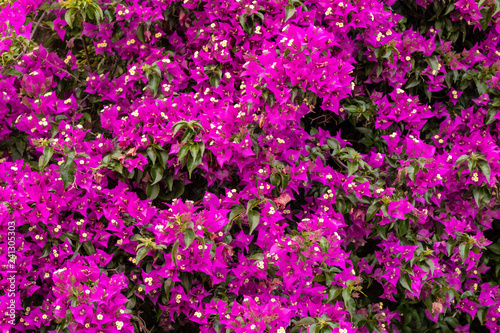 bush of colorful pink flowers in Italy in spring