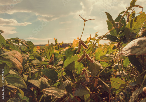 Selective focus on soybean lit plantation. photo