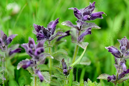 Alpenhelm- Bartsia Alpina
