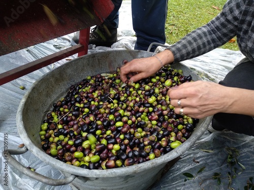 people picking green and black olives to take them to the oil mill and make oil