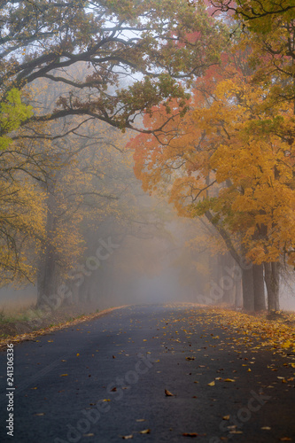Фотография misty autumn morning in the countryside; the rural road goes through a large tre