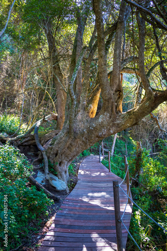 Weg im Tsitsikamma Nationalpark Südafrika photo