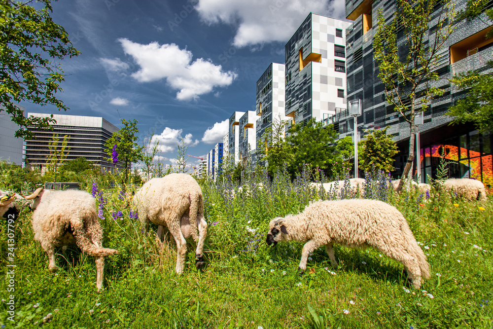 Fototapeta premium Owce w Miejskim Tranhumance