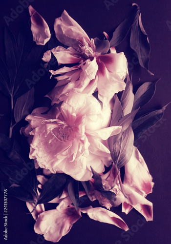 Fototapeta Naklejka Na Ścianę i Meble -  Photo pink flowers peonies