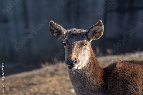 Fototapeta Naklejka Na Ścianę i Meble -  Portrait of a young  red deer (Cervus elaphus)