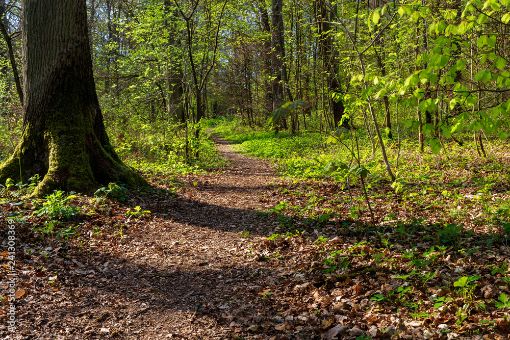Obraz premium Waldweg