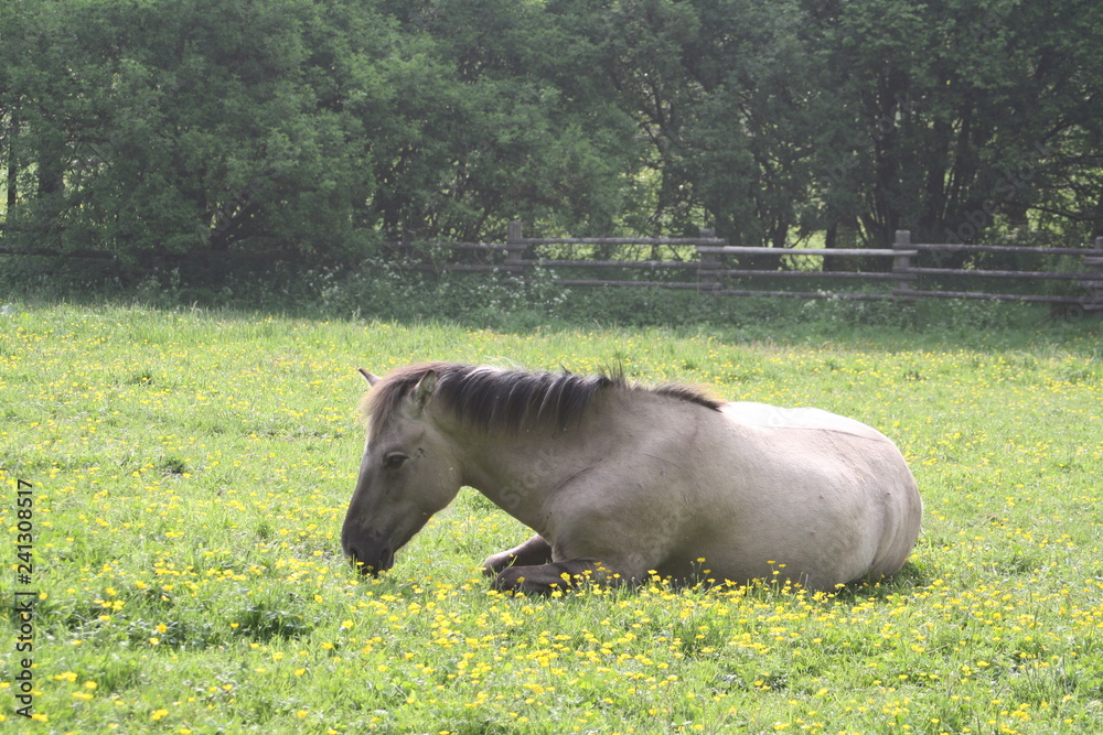 Fototapeta premium Wildpferde auf der Weide