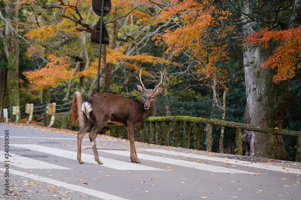 Fototapeta premium 奈良公園 鹿と紅葉