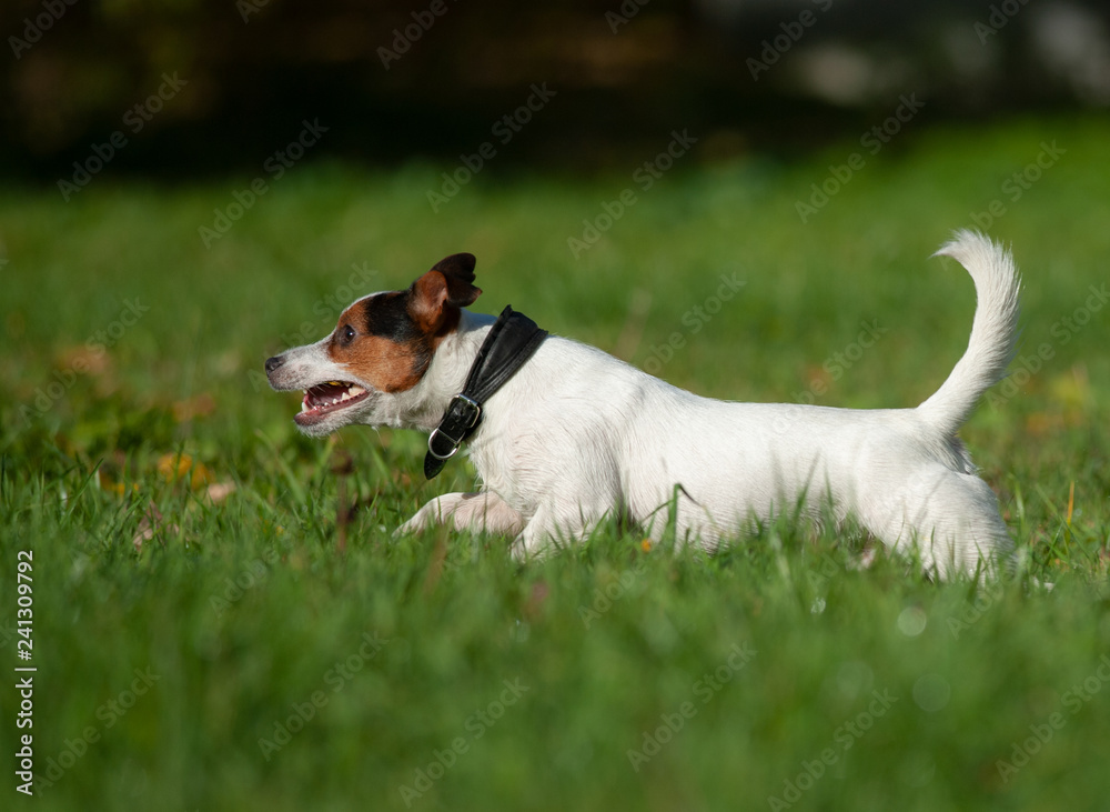 Jack russel terrier on a run
