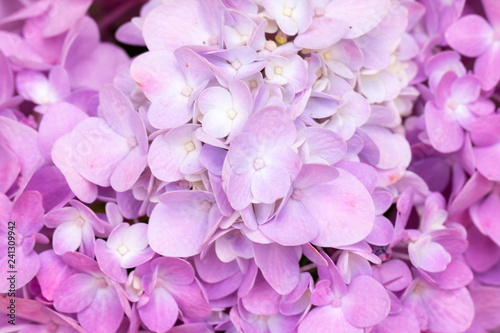 Hydrangea flowers are blooming in spring