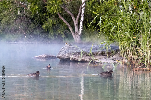 Wild ducks, Hight Tainty Lake, Kazakhstan