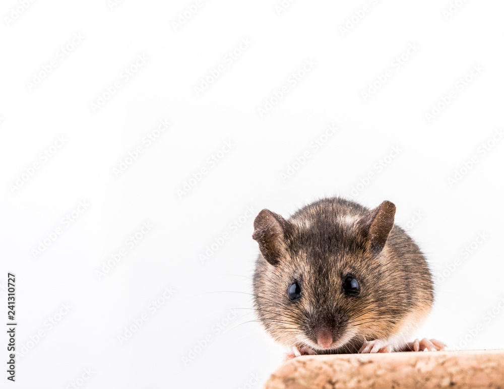 Wood mouse, Apodemus sylvaticus, sitting on a cork brick with light background, looking in camera Wood mouse, Apodemus sylvaticus, sitting on a cork brick with light background, looking in camera