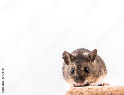 Wood mouse, Apodemus sylvaticus, sitting on a cork brick with light background, looking in camera