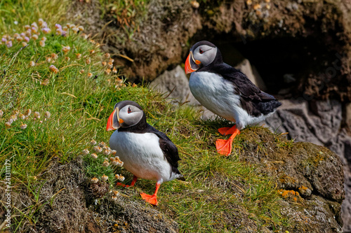 Puffin at Latrabjarg in Iceland