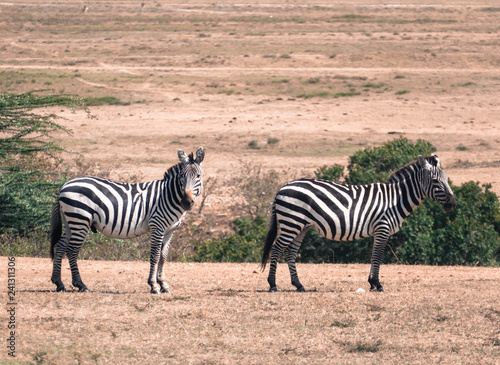 Masai mara, zèbres