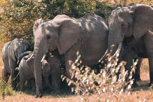 Masai Mara, famille d'éléphants