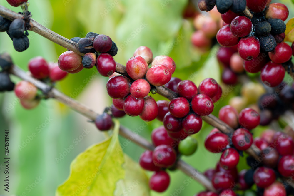 Arabica Coffee berry ripening on a tree Arabica Coffee berry ripening on a tree