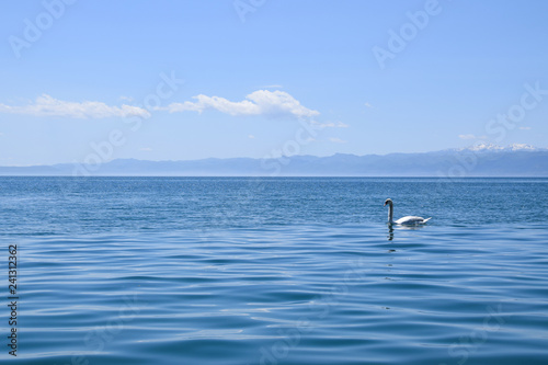 Swan swimming in Ohrid Lake. Mountain background. Ohrid Macedonia.