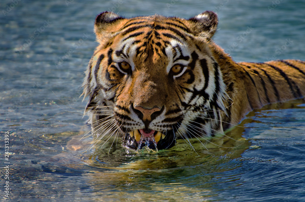 Tiger Realxing in a Pool. Letting Water run back out over Teeth and Tongue