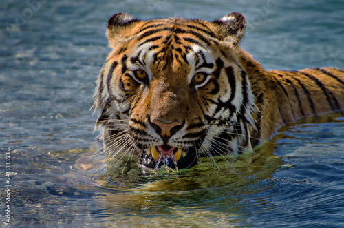 Tiger Realxing in a Pool. Letting Water run back out over Teeth and Tongue
