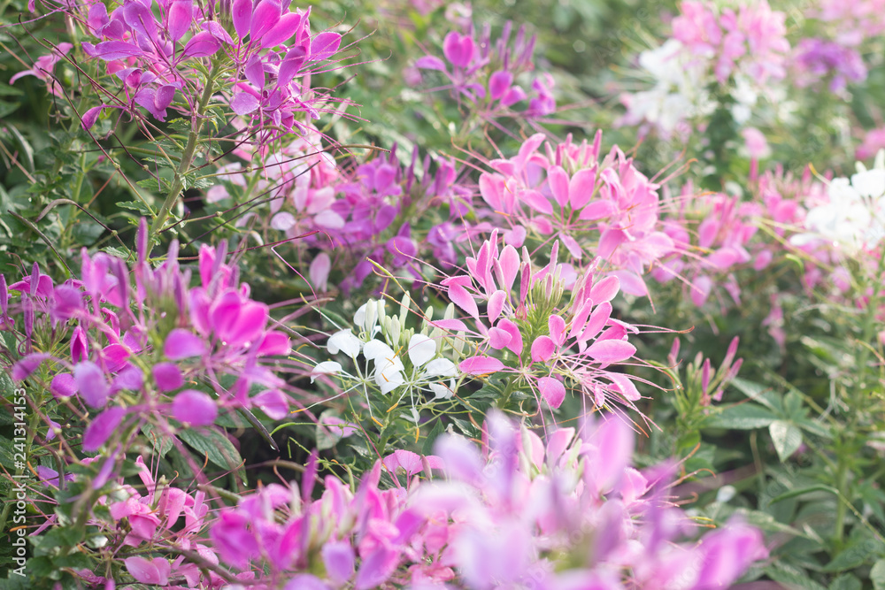 Spider flower(Cleome hassleriana) in the garden for background Spider flower(Cleome hassleriana) in the garden for background
