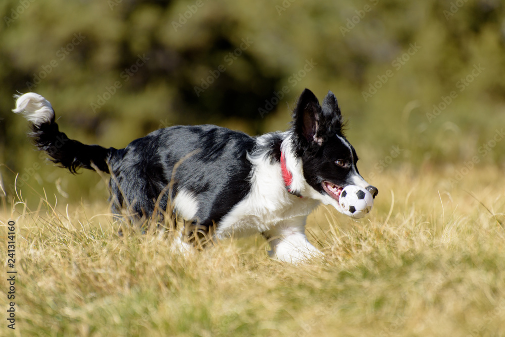 Cute black and white Border Collie puppy In the moutain on Andorra.