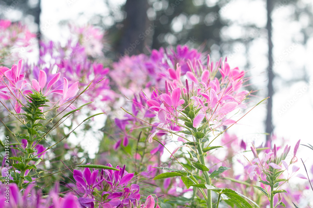 Obraz premium Spider flower(Cleome hassleriana) in the garden for background