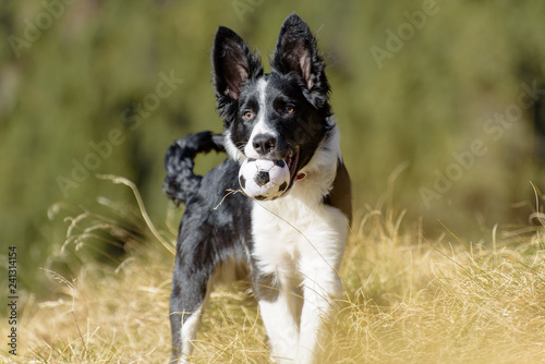 Cute black and white Border Collie puppy In the moutain on Andorra. photo