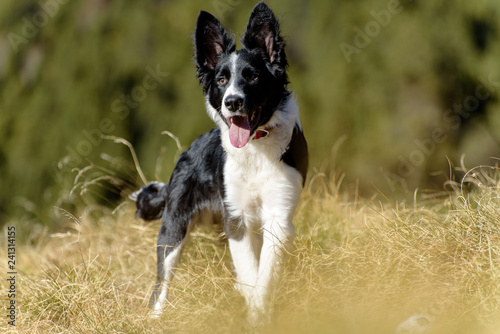Cute black and white Border Collie puppy In the moutain on Andorra. photo