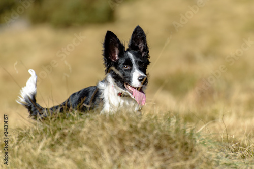 Cute black and white Border Collie puppy In the moutain on Andorra. © martinscphoto