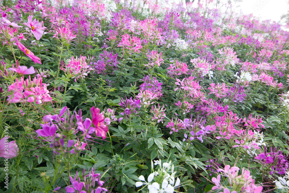 Spider flower(Cleome hassleriana) in the garden for background Spider flower(Cleome hassleriana) in the garden for background