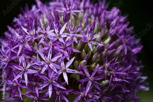 Complex   Colorful Flowers