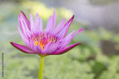 Close-up pink lotus water lily flower