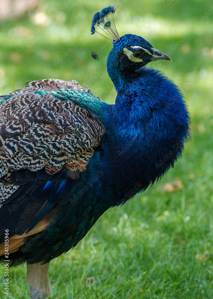 Obraz premium peacock with feathers