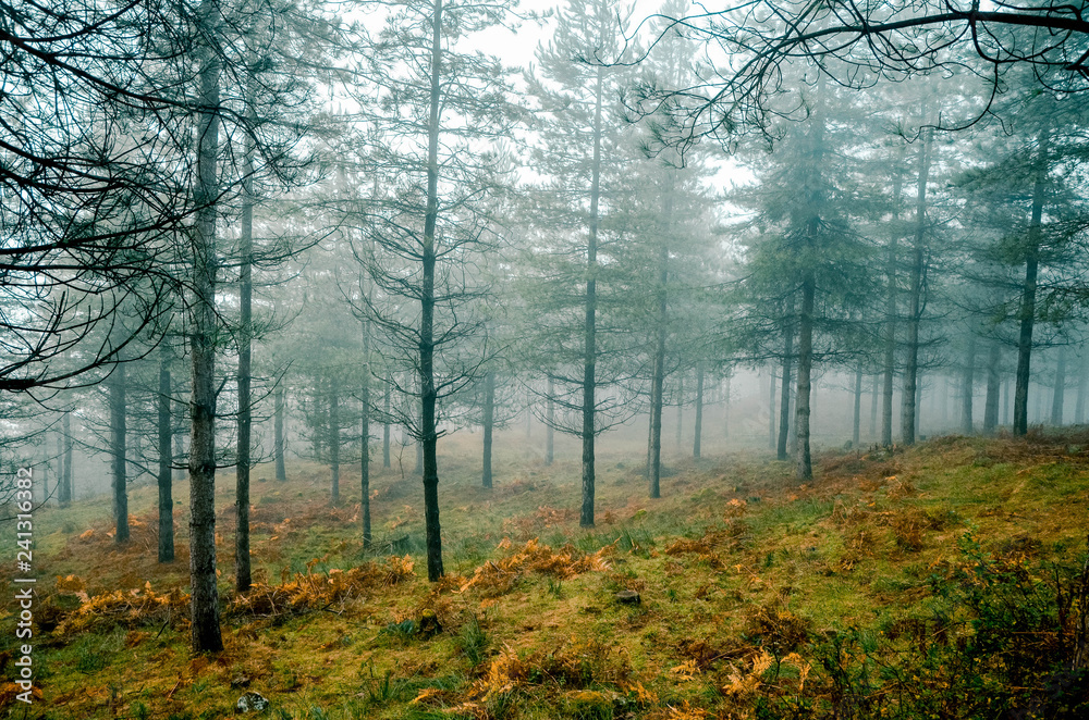 Fantasy forest with fog in the morning. Belaustegi, Basque Country
