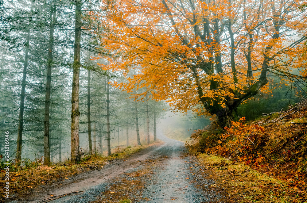 Fototapeta premium Fantasy forest with fog in the morning. Belaustegi, Basque Country