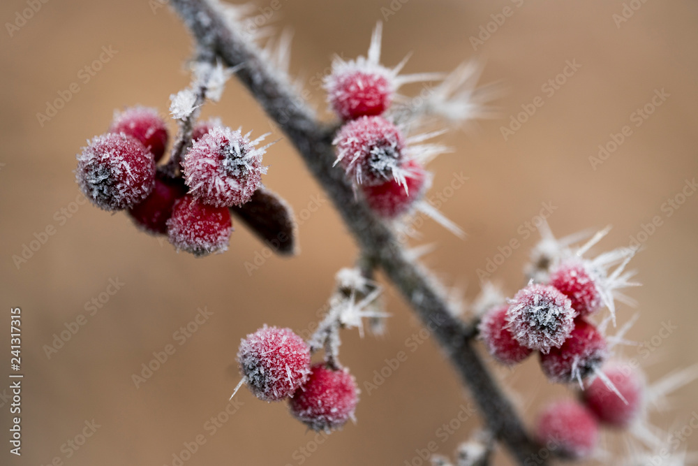 Rote Vogelbeeren mit Raureif im Winter