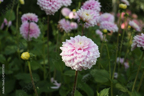 pink and white dahlia blossom, beautiful blooms brighten gardens.